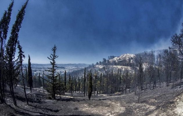 Αναδασωτέες όλες οι καμένες εκτάσεις- Τι προβλέπει εγκύκλιος