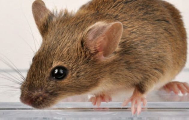 Απίστευτο: Ποντίκια στην Κρήτη έφαγαν 30.000 ευρώ από ηλικιωμένη που πέθανε