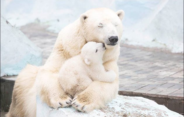 Νορβηγία: Πρόστιμα φωτιά σε όσους παρενοχλούν πολικές αρκούδες