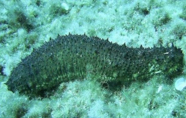 Λαμία: Νέες συλλήψεις για τα «αγγούρια» της θάλασσας