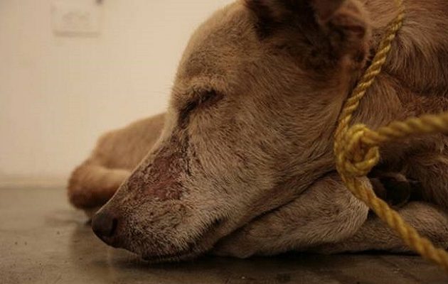 Ποινή φυλάκισης σε συνταξιούχο για κακοποίηση σκύλου στο Κολωνάκι