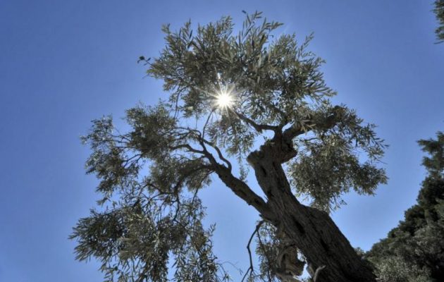 Δεν λέει να μπει το φθινόπωρο – Καλός ο καιρός το Σάββατο