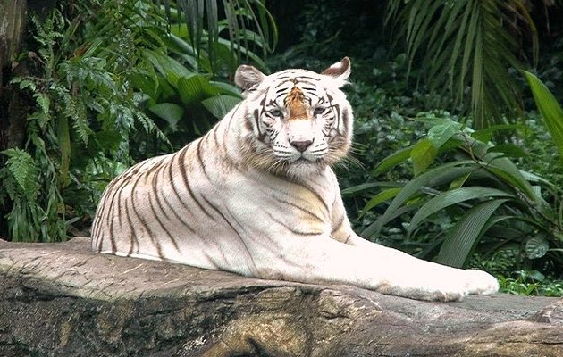 Τίγρεις κατασπάραξαν 40χρονο υπάλληλο ζωολογικού κήπου στην Ινδία