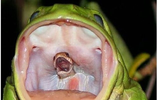 Συγκλονιστική φωτογραφία: Φίδι καταβροχθίζεται από βάτραχο