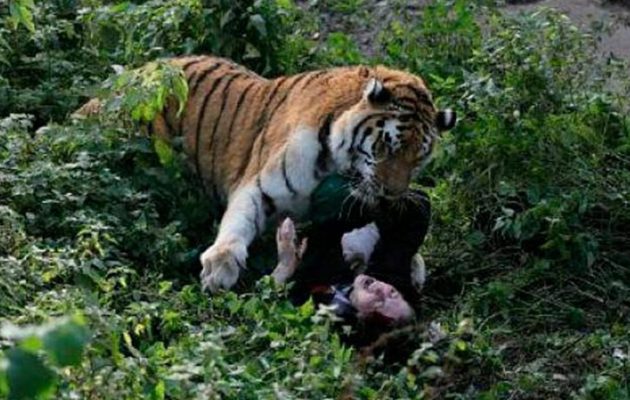 Ρωσία: Στα δόντια σιβηριανού τίγρη νεαρή υπάλληλος ζωολογικού κήπου (φωτο)