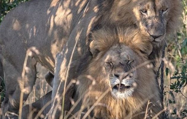 Τα γκέι λιοντάρια της Κένυας “σκανδάλισαν” τοπικό αξιωματούχο – “Τα κατέλαβε ο διάβολος”