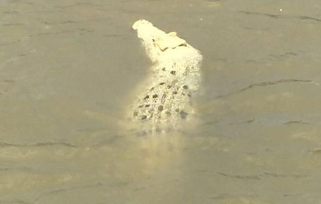 Σπάνιος λευκός κροκόδειλος στην Αυστραλία – Και το όνομα αυτής… “Pearl” (φωτο)