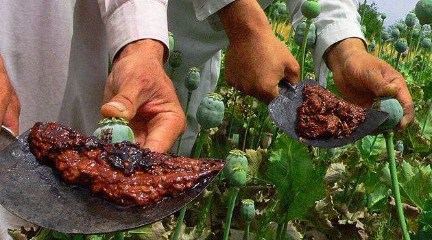 3.280.000 στρέμματα στο Αφγανιστάν παράγουν 87% περισσότερο όπιο από πέρσι και… εξαιρετική ηρωίνη