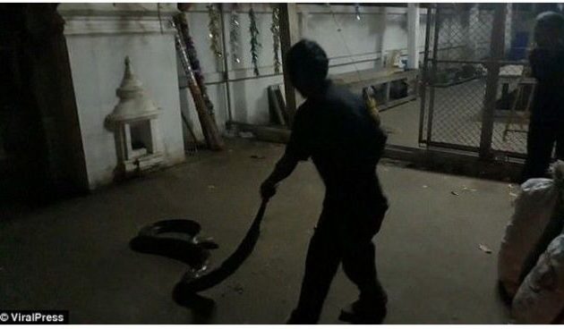 Ταϊλάνδη: Πύθωνας 7 μέτρων πετάχτηκε από τη γυάλα και “ξέκανε” 55χρονο