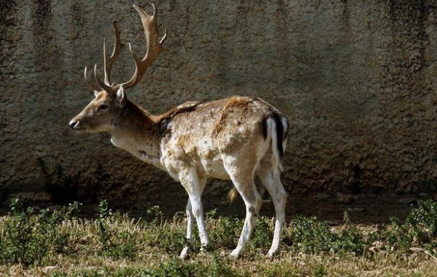 “Ρούντολφ” στα τσιγκέλια σε κρεοπωλείο στην Εύβοια – Στα κάγκελα φιλοζωϊκές οργανώσεις (φωτο)