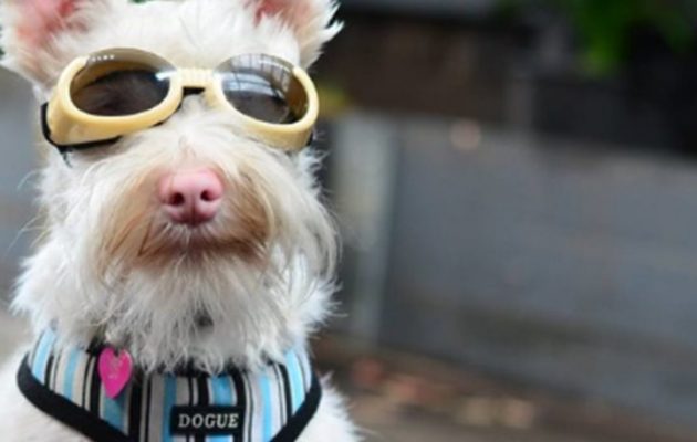 Ένας σκύλος ράτσας Σνάουζερ που κυκλοφορεί μόνο με γυαλιά ηλίου