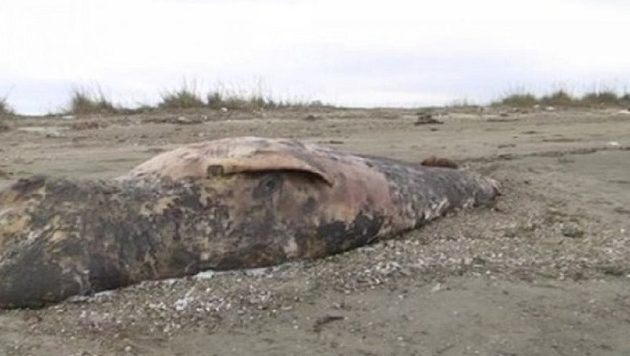 Αρχαίο είδος φάλαινας έξι μέτρων ξεβράστηκε σε ακτή στην Αλεξανδρούπολη (βίντεο)