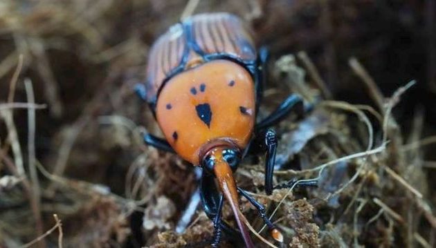 Κόκκινο σκαθάρι εμφανίστηκε πρώτη φορά στη Θεσσαλονίκη και «τρώει» φοίνικες