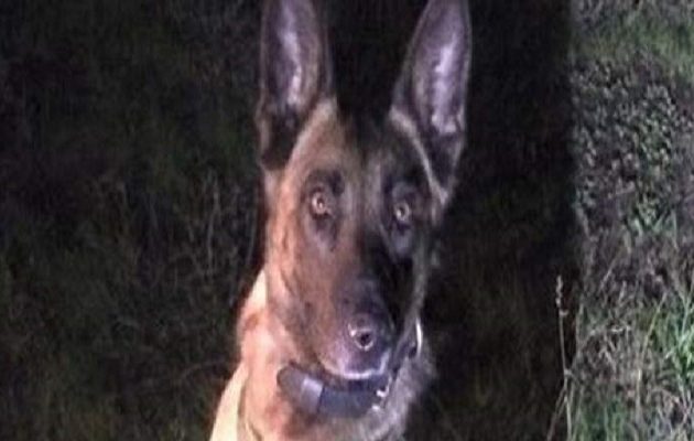 Άνθρωπος δάγκωσε σκύλο της αστυνομίας στις ΗΠΑ