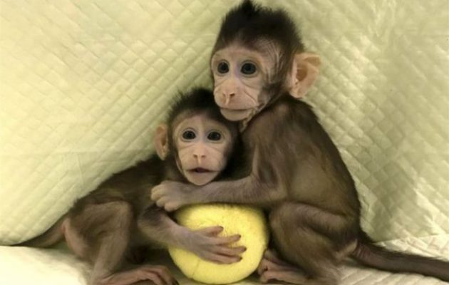 Επιστήμονες κλωνοποίησαν μαϊμού για πρώτη φορά – Επόμενο βήμα ο άνθρωπος (φωτο)
