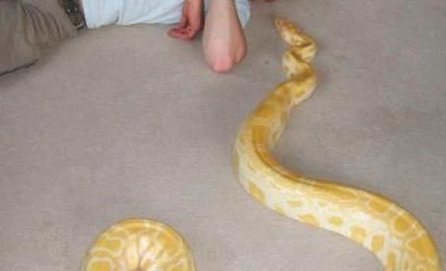 Πύθωνας 2,5 μέτρων έπνιξε 31χρονο στη Βρετανία (φωτο)