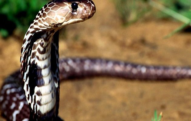 Κόμπρα σκότωσε 9χρονη την ώρα που κοιμόταν