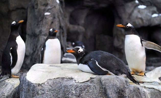 Ζεστό καταφύγιο για τους βασιλικούς πιγκουίνους λόγω του πολικού ψύχους στον Καναδά
