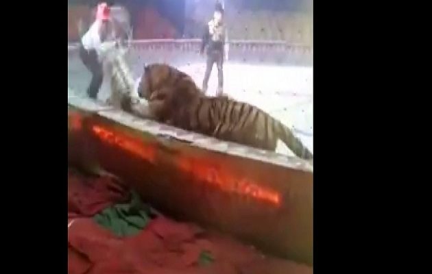 Λιοντάρι και τίγρης ορμούν σε άλογο για να το κατασπαράξουν μέσα σε τσίρκο (βίντεο)