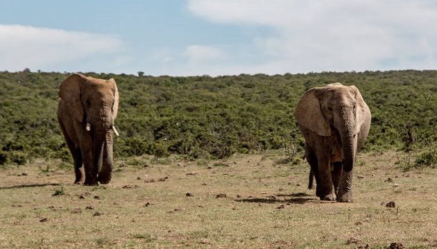 Eλέφαντες σκότωσαν άνδρα στην Κίνα την ώρα που περνούσε με το μοτοποδήλατό του