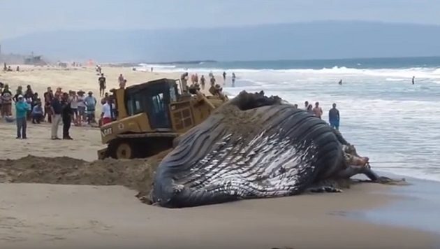 Ξεβράστηκε σε ακτή της Ν. Αφρικής η μεγαλύτερη φάλαινα στον πλανήτη (βίντεο)