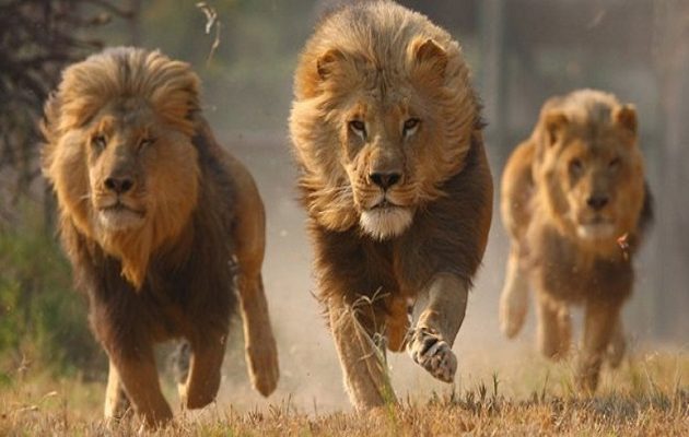 Φρίκη: Λιοντάρια κατασπάραξαν λαθροκυνηγό στη Ν. Αφρική – Άφησαν μόνο το κεφάλι