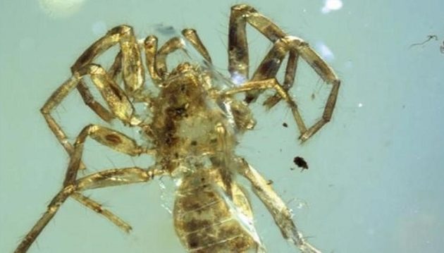 Ανακαλύφθηκε αράχνη με ουρά σε κεχριμπάρι 100 εκατομμυρίων ετών