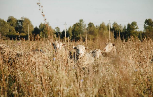 «Μαφιόζικο» χτύπημα στην Κρήτη – Έσφαξαν 200 αρνιά για εκδίκηση