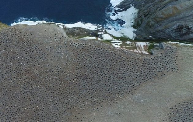 1,5 εκατ. πιγκουίνοι ήταν κρυμμένοι στην Ανταρκτική από το 1959 (βίντεο)