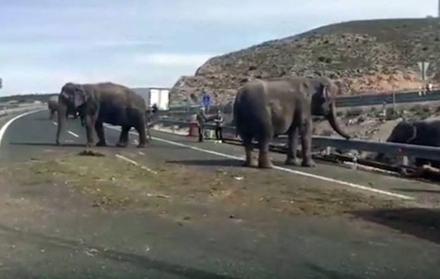 Απίστευτο: Ελέφαντες βγαίνουν σε αυτοκινητόδρομο στην Ισπανία και δημιουργούν χάος (βίντεο)