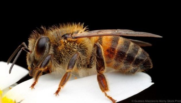 Την τσίμπησε μέλισσα στη γλώσσα ενώ έπινε καφέ και παραλίγο να πεθάνει