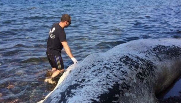 Φάλαινα 9 μέτρων ξεβράστηκε νεκρή στις ακτές της Σαντορίνης (φωτο+βίντεο)