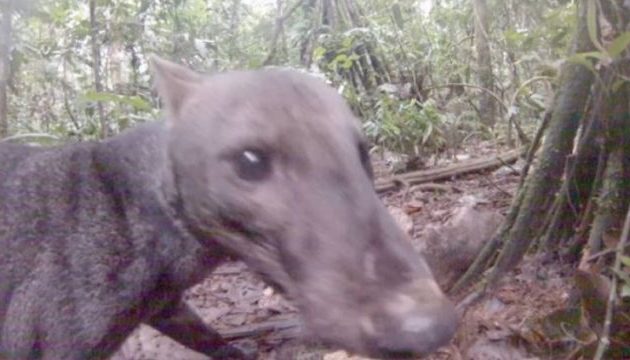 Αυτός είναι ο σπάνιος σκύλος που κρύβεται στον Αμαζόνιο (φωτο+βίντεο)