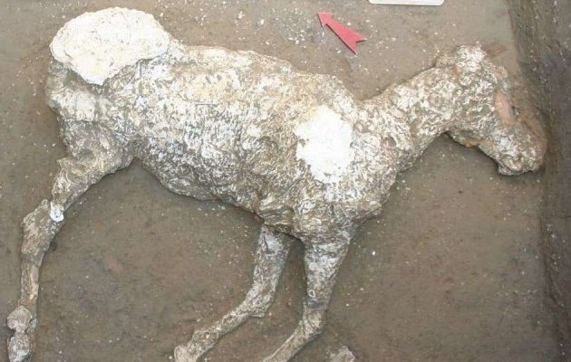 Βρέθηκε στην Πομπηία αρχαίο άλογο που θάφτηκε στην τέφρα του Βεζούβιου