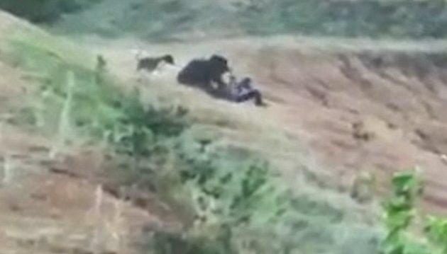Αρκούδα κατασπάραξε Ινδό που προσπάθησε να βγάλει σέλφι μαζί της (βίντεο)