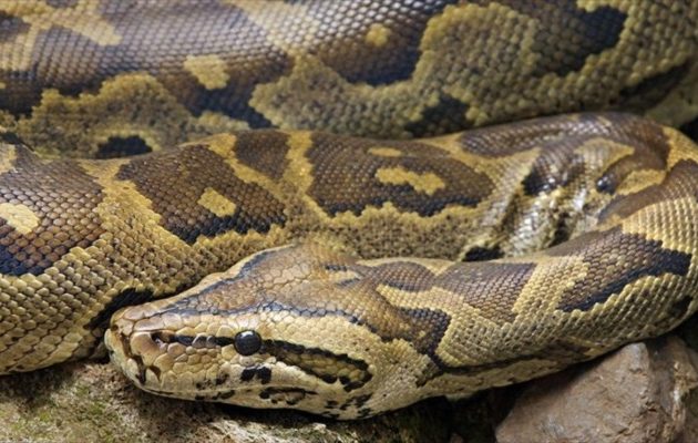 Πύθωνας έπνιξε τον ιδιοκτήτη του που τον μετέφερε με τη μοτοσικλέτα