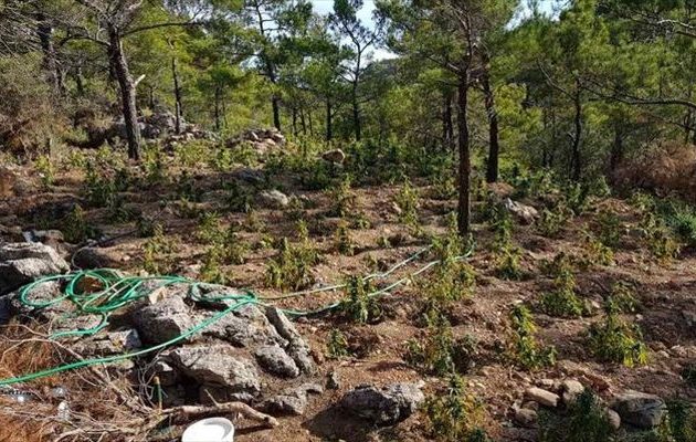 Βρήκαν φυτεία με 1.700 δενδρύλλια κάνναβης «κρυμμένη» στην Ιεράπετρα (φωτο)