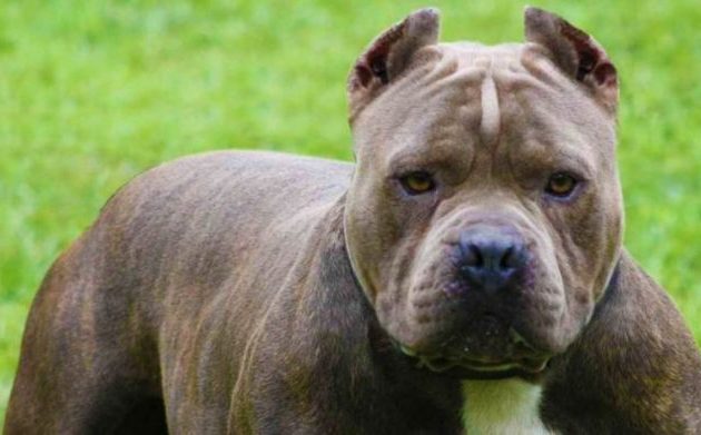 Στην Αθήνα επειγόντως το 10 μηνών βρέφος που του επιτέθηκε πιτ μπουλ