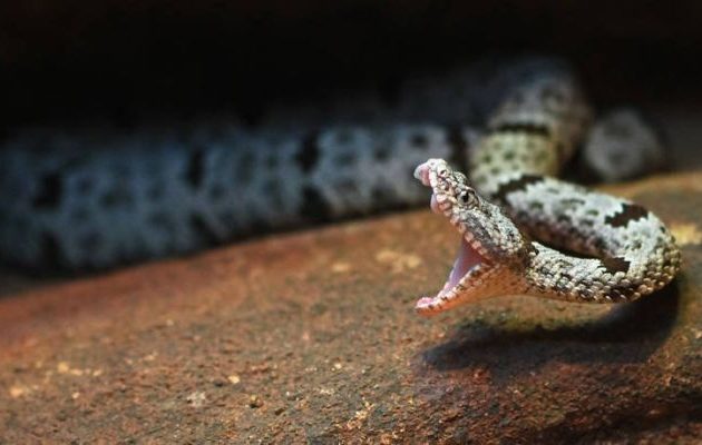 Απίστευτο: Αποκεφαλισμένο φίδι όρμησε σε άνδρα και πήγε να τον ξεκάνει