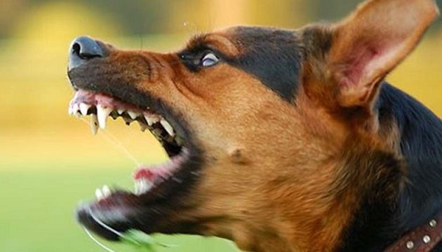 Σκύλος επιτέθηκε σε πατέρα και κόρη στην Αμαλιάδα