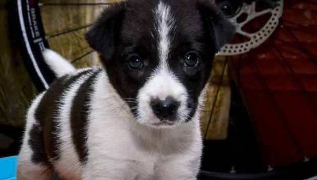 Πάγωσαν τα Τρίκαλα: 60χρονος ασελγούσε σε κορίτσια με «δόλωμα» σκυλάκι