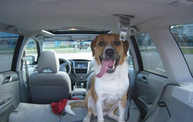 Καβάλα: Πόσο πρόστιμο πλήρωσε οδηγός που άφησε τον σκύλο στο αυτοκίνητο εν μέσω καύσωνα