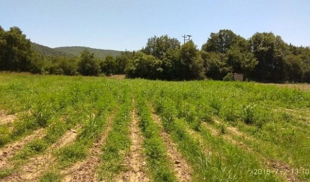 Χασισοφυτεία – μαμούθ βρέθηκε στην Καρδίτσα (φωτο+ βίντεο)