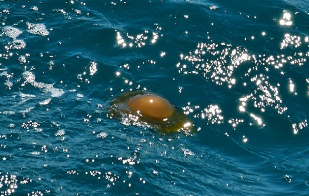 Αυτές είναι οι παραλίες που… κατέλαβαν οι μέδουσες