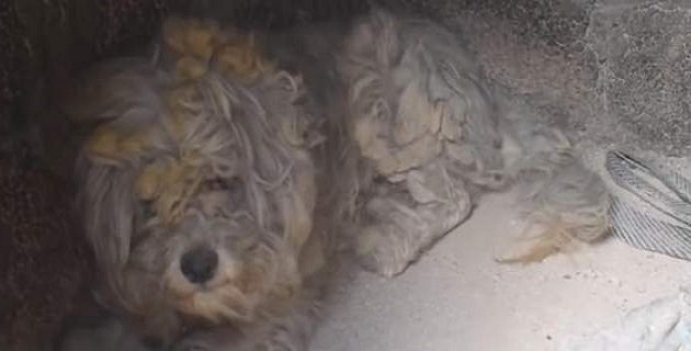 Συγκίνηση: Βρέθηκε ζωντανός σκύλος σε φούρνο καμμένου σπιτιού στο Μάτι (βίντεο)