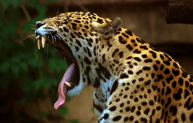 Τζάγκουαρ ξέφυγε από ζωολογικό κήπο και σκότωσε έξι ζώα