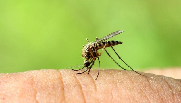 Καλπάζει ο ιός του Δυτικού Νείλου: 11 θάνατοι και 107 κρούσματα στην Ελλάδα