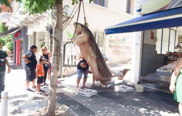 Ψαράδες έπιασαν καρχαρία-«τέρας» στην Κεφαλονιά (φωτο)