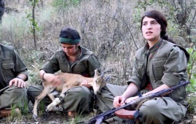 Ο τουρκικός στρατός βομβάρδισε με ρουκέτες κοπάδι με αγριοκάτσικα στο Κουρδιστάν