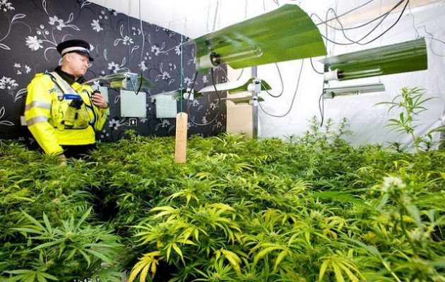 Χιλιάδες παιδιά-σκλάβοι δουλεύουν σε παράνομες φυτείες κάνναβης στο Λονδίνο
